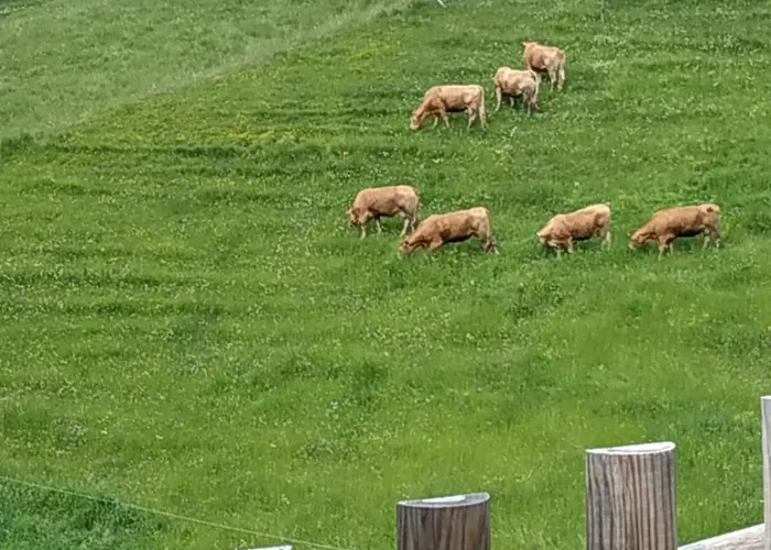 Albergo Diffuso Sauris In Sauris Di Sotto
